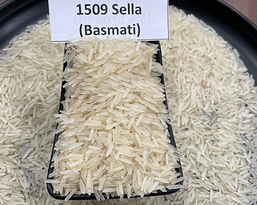 1509 Basmati Rice