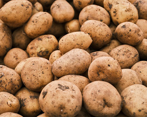 Potato