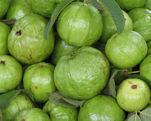 Guava
