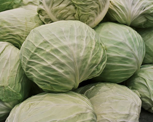 Cabbage
